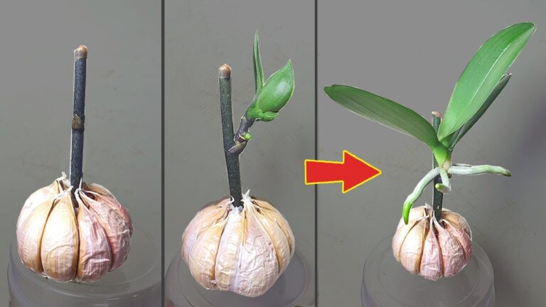 5 astuces pour faire grandir vos petites orchidées à partir de branches fleuries