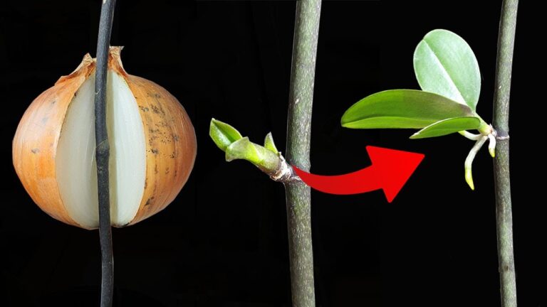 Propager des orchidées en 7 étapes faciles avec des oignons ! Découvrez comment !
