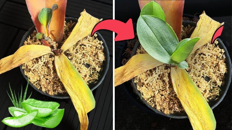 Revivez vos orchidées en 1 astuce simple avec une feuille d&rsquo;aloe vera !