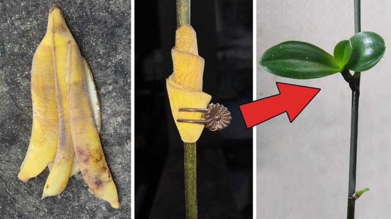 Découvrez 5 étapes simples pour multiplier vos orchidées Phalaenopsis avec succès !