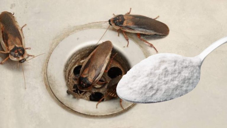 Éloignez les cafards des égouts : 5 astuces efficaces et naturelles
