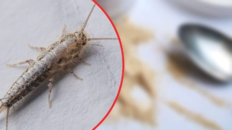 Astuces pour éliminer les poissons d’argent : le bicarbonate ne suffit pas
