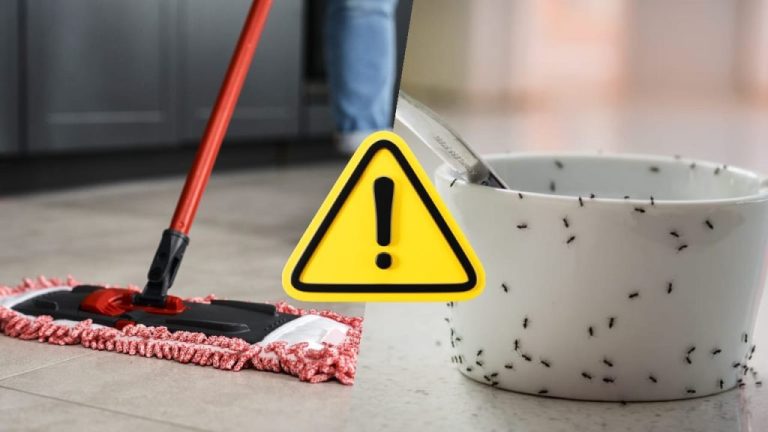Comment éradiquer définitivement les fourmis d&rsquo;automne de votre maison