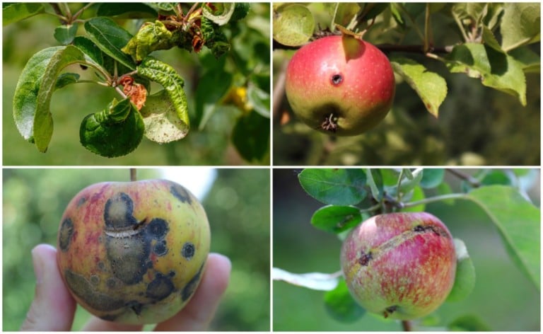 23 problèmes courants des pommiers et comment les résoudre