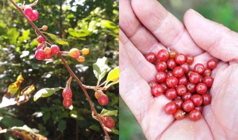 Recherches des baies d&rsquo;olivier d&rsquo;automne et 11 recettes à réaliser