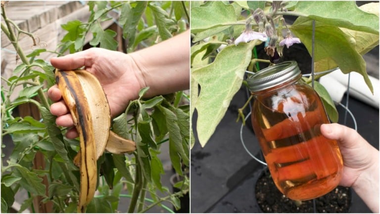 Fertilisez votre jardin avec l&rsquo;écorce de banane : 10 utilisations surprenantes