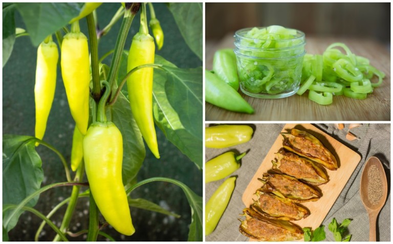 16 recettes de poivrons banane à goûter absolument