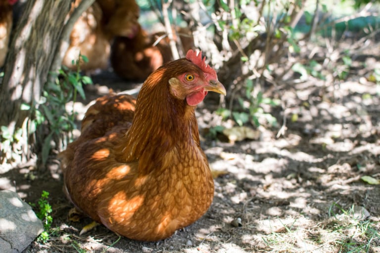 10 erreurs courantes à éviter pour bien élever des poules