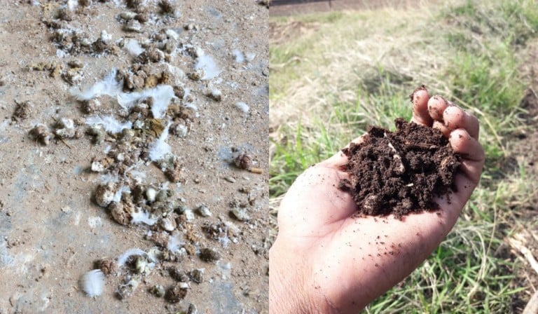 Comment composter le fumier de poulet et l&rsquo;utiliser au jardin