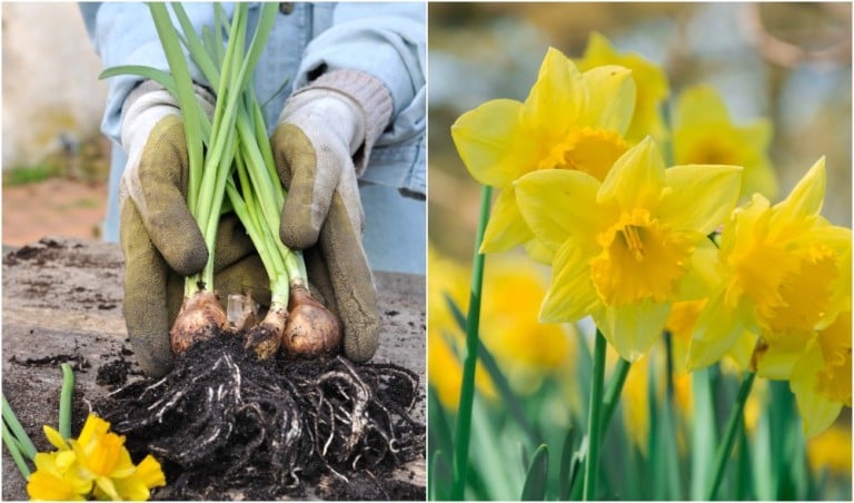 10 raisons de planter des jonquilles cet automne