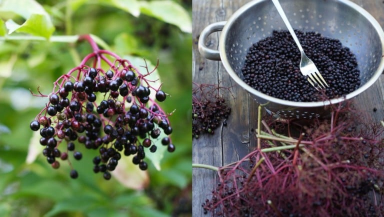 Récolter des baies de sureau : 12 recettes incontournables à tester