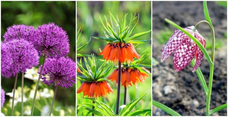 15 bulbes à planter en automne pour un jardin printanier éblouissant