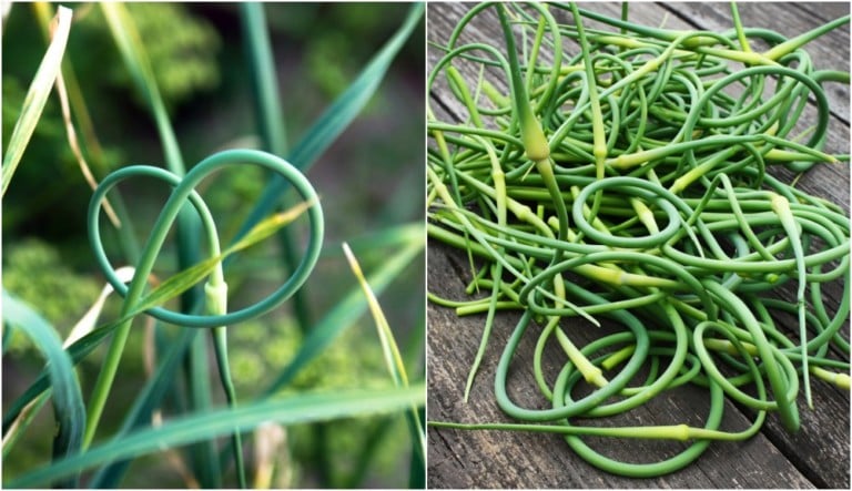 Récolte des tiges d&rsquo;ail : 15 recettes indispensables à découvrir