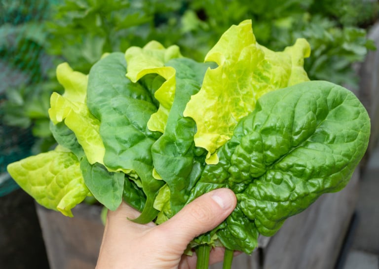 20 variétés de laitue à cultiver jusqu&rsquo;en automne et même en hiver
