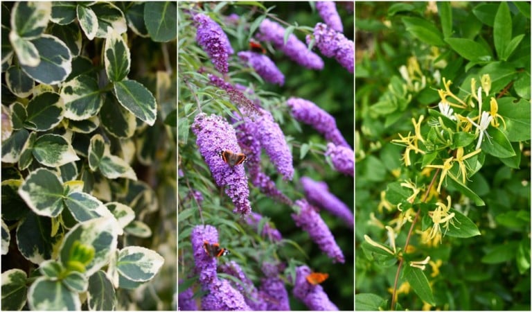 12 Plantes envahissantes à éviter absolument dans votre jardin