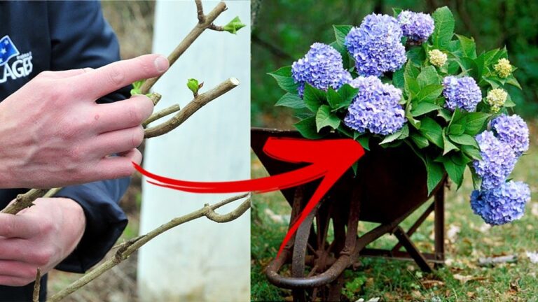 5 étapes simples pour réussir vos boutures d’hortensias et embellir votre jardin !