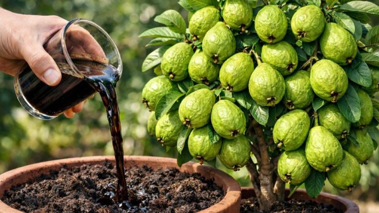 5 astuces pour faire pousser des plantes frutíferas en un temps record !