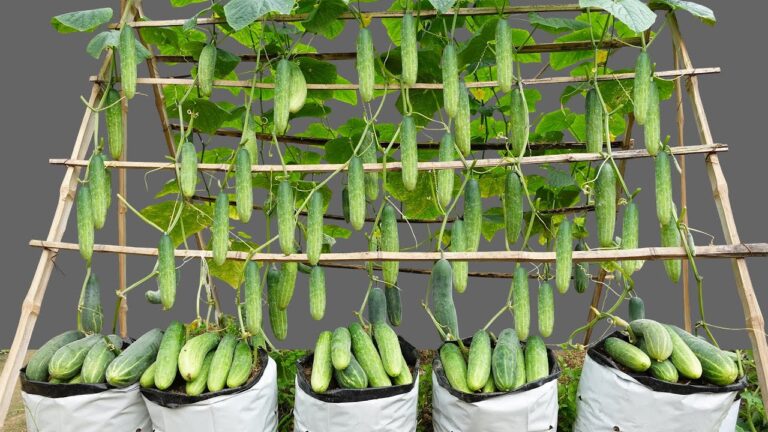 5 astuces pour cultiver des concombres multi-fruits à la maison facilement !