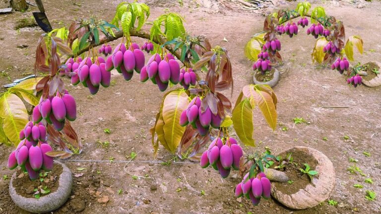 5 Techniques de Greffage du Mangue avec la Banane pour des Résultats Étonnants !