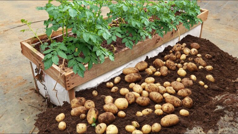 10 astuces pour cultiver des pommes de terre à la maison et récolter plus tôt !