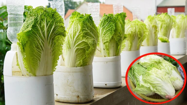 Découvrez 5 astuces pour cultiver un chou exceptionnel dans des bouteilles en plastique !