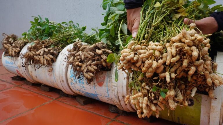 5 astuces pour cultiver des cacahuètes abondantes et savoureuses chez soi