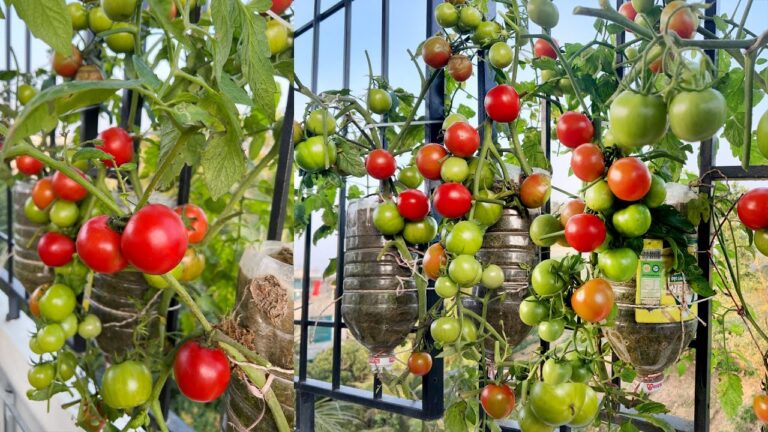 10 astuces pour cultiver des tomates sans jardin et profiter d&rsquo;une récolte abondante