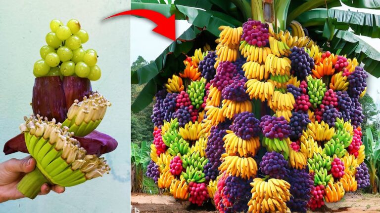 Fusion incroyable : 5 techniques pour greffer bananes et raisins !