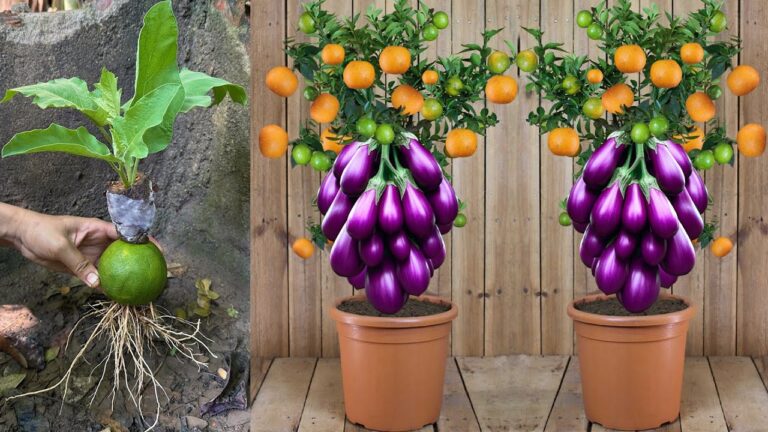 Découvrez 5 techniques uniques pour cultiver des aubergines avec des agrumes !