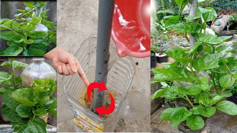 10 astuces pour cultiver efficacement des épinards en hauteur