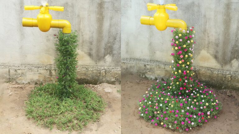 Créez un jardin spectaculaire avec 5 astuces pour sublimer vos Portulacas !