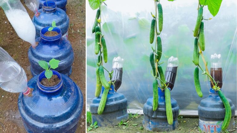 5 étapes pour faire pousser des concombres verticaux avec des bouteilles en plastique