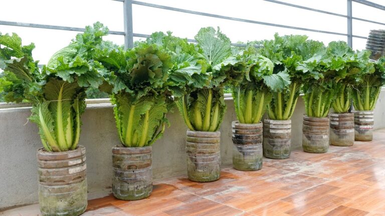 Cultivez 5 légumes sans effort : méthode facile pour jardiniers paresseux !