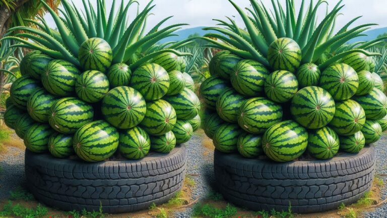 Gagnez 3 fois plus de pastèques en les greffant avec de l&rsquo;aloe vera !