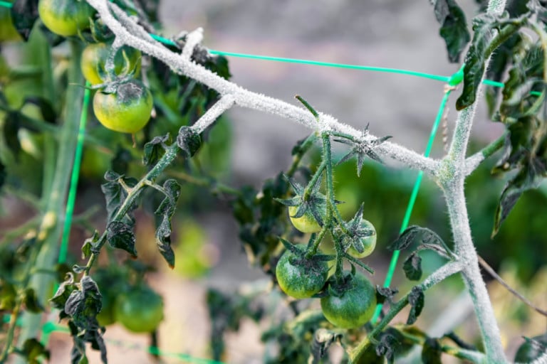 13 astuces pour protéger vos plants de tomates du froid et du gel